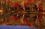 Picture of UNITED STATES, MI, FALL REFLECTS IN THORNTON LAKE