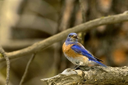 Picture of WA, YAKIMA WESTERN BLUEBIRD WITH FOOD FOR CHICKS