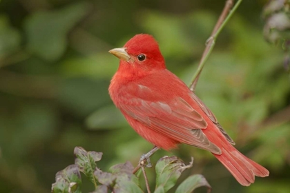 Picture of TX, SOUTH PADRE IS MALE SUMMER TANAGER ON A LIMB