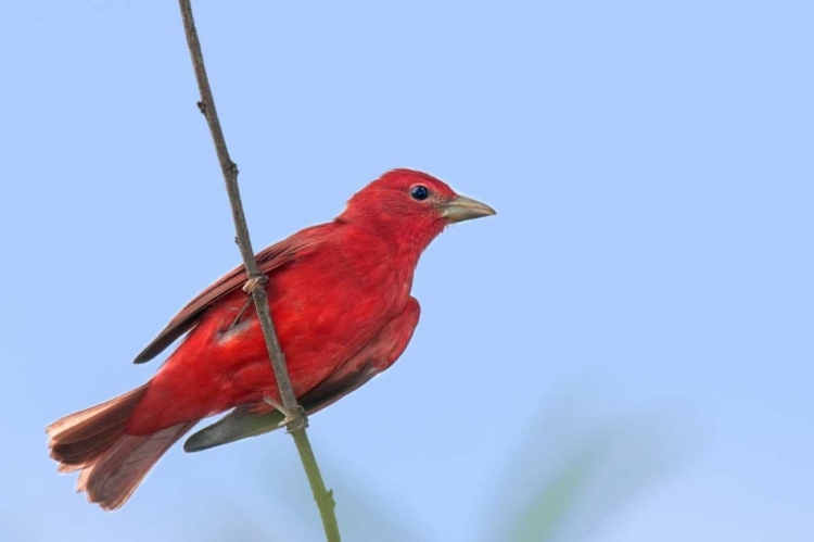 Picture of TX, SOUTH PADRE IS MALE SUMMER TANAGER ON A LIMB