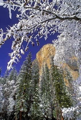 Picture of CA, YOSEMITE EL CAPITAN FRAMED BY OAKS IN WINTER