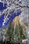 Picture of CA, YOSEMITE EL CAPITAN FRAMED BY OAKS IN WINTER