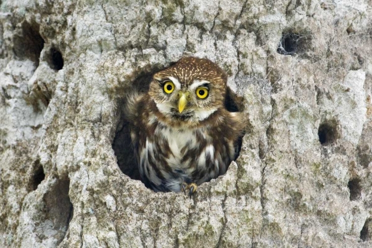 Picture of MEXICO, TAMAULIPAS FERRUGINOUS PYGMY OWL IN NEST