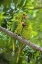Picture of MEXICO, TAMAULIPAS PAIR OF GREEN PARAKEETS PREEN