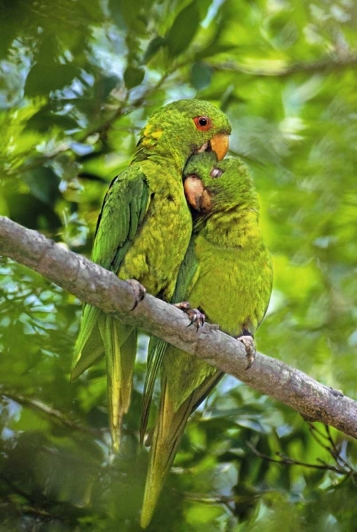 Picture of MEXICO, TAMAULIPAS PAIR OF GREEN PARAKEETS PREEN