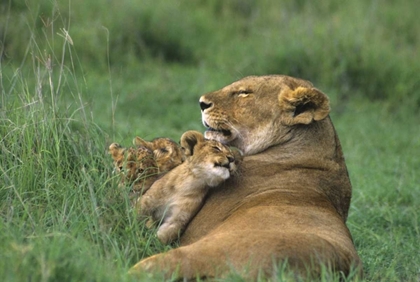 Picture of TANZANIA, NGORONGORO CRATER AFRICAN LION AND CUB