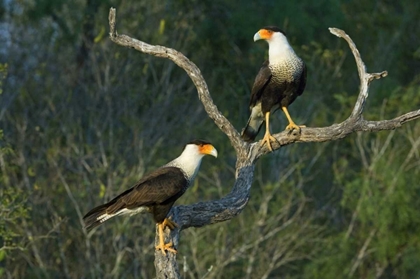 Picture of TX, STARR CO, CRESTED CARACARA PAIR ON DEAD SNAG