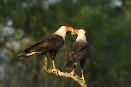 Picture of TX, STARR CO, CRESTED CARACARA PAIR ON DEAD SNAG