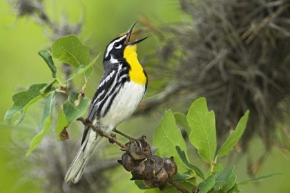 Picture of TX, HILL COUNTRY YELLOW-THROATED WARBLER SINGING