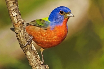Picture of TX, MCALLEN MALE PAINTED BUNTING PERCHED IN TREE