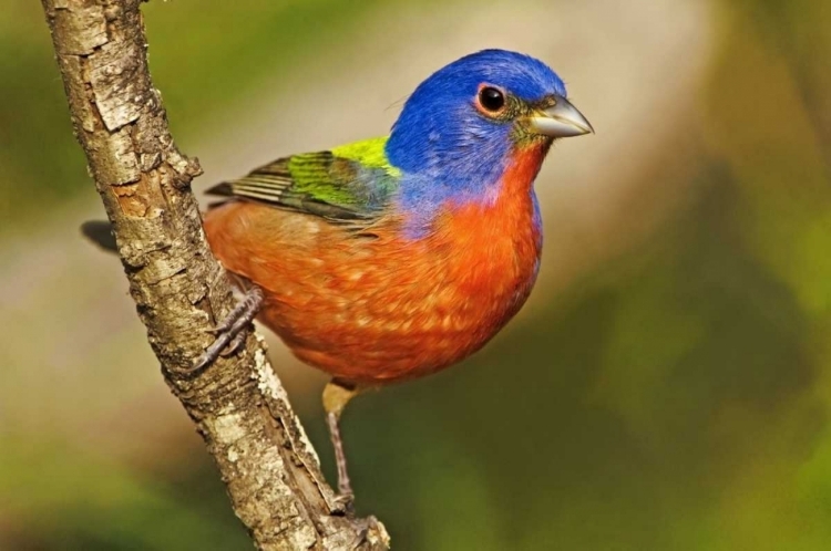 Picture of TX, MCALLEN MALE PAINTED BUNTING PERCHED IN TREE