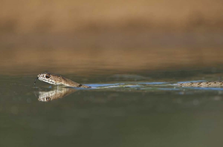 Picture of TX, WESTERN COACHWHIP SNAKE SWIMS IN A SMALL POND