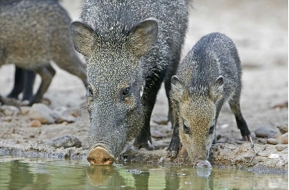 Picture of TX, JAVELINA ADULT AND JUVENILE DRINKING AT WATER