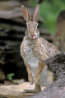 Picture of TX, WILD DESERT COTTONTAIL RABBIT WITH TONGUE OUT