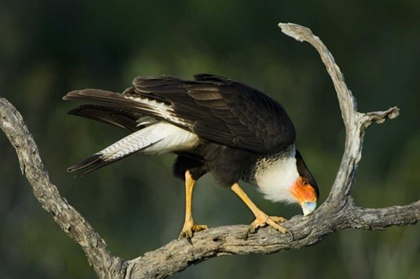 Picture of TX, STARR CO, CRESTED CARACARA CLEANING ITS BILL