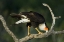 Picture of TX, STARR CO, CRESTED CARACARA CLEANING ITS BILL