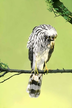 Picture of TX, MCALLEN WILD COOPERS HAWK WITH HEAD INVERTED