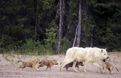 Picture of CANADA, GREAT SLAVE LAKE WILD GRAY WOLF AND PUPS