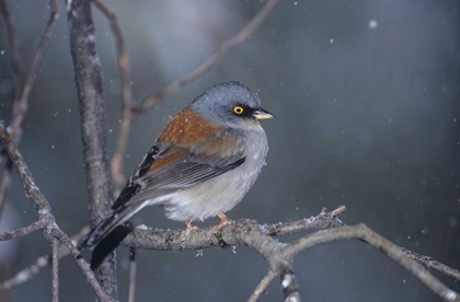 Picture of AZ, MADERA CANYON YELLOW-EYED JUNCO IN SNOWSTORM