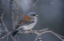 Picture of AZ, MADERA CANYON YELLOW-EYED JUNCO IN SNOWSTORM