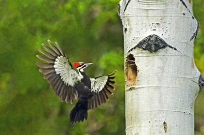 Picture of WA, YAKIMAPLEATED WOODPECKER AT NEST WITH CHICKS