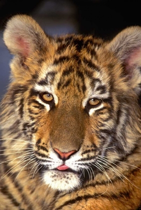 Picture of CA, LOS ANGELES CO, PORTRAIT OF BENGAL TIGER CUB