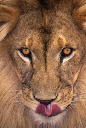 Picture of CA, LOS ANGELES CO, AFRICAN LION WITH TONGUE OUT