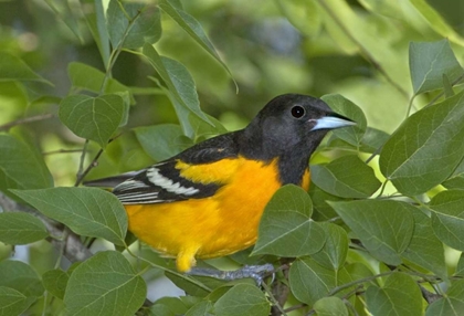 Picture of TX, SOUTH PADRE ISL PORTRAIT OF BALTIMORE ORIOLE