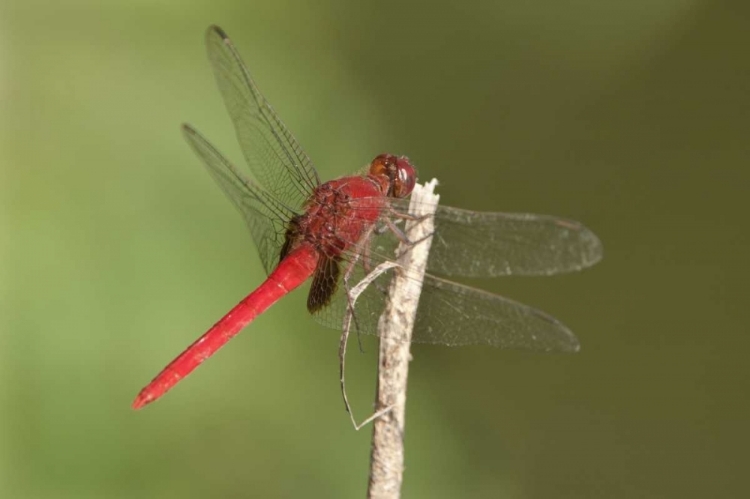 Picture of TX, SANTA ANA NWR MALE CLARET PONDHAWK DRAGONFLY