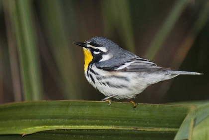 Picture of TX, SOUTH PADRE ISL MALE YELLOW-THROATED WARBLER