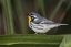 Picture of TX, SOUTH PADRE ISL MALE YELLOW-THROATED WARBLER