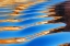 Picture of UTAH, GLEN CANYON REFLECTION IN LAKE POWELL