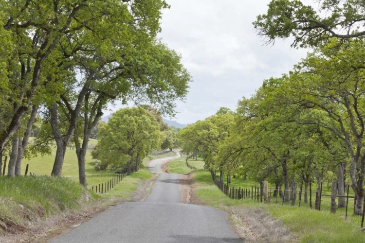 Picture of CALIFORNIA, CHINESE CAMP OLD DON PEDRO ROAD