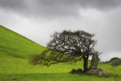 Picture of CALIFORNIA AN OAK STANDS ALONE UNDER CLOUDS