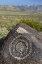 Picture of NEW MEXICO, THREE RIVERS, PETROGLYPH ON ROCK