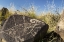 Picture of NEW MEXICO, THREE RIVERS, PETROGLYPH ON ROCK