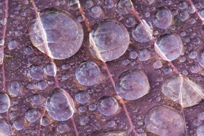 Picture of WASHINGTON, SEABECK DETAIL OF DEW ON A LEAF