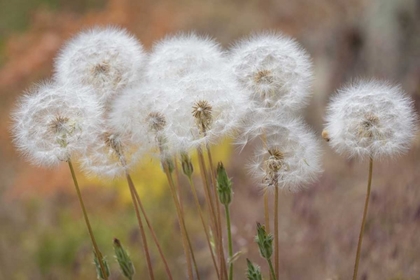 Picture of WASHINGTON, WENATCHEE NF SALSIFY SEED HEADS