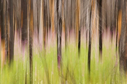 Picture of CANADA, BC, MOTION BLUR OF GRASS AND TREES
