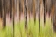 Picture of CANADA, BC, MOTION BLUR OF GRASS AND TREES