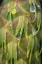 Picture of WASHINGTON, SEABECK DEW ON DOUGLAS FIR CONE