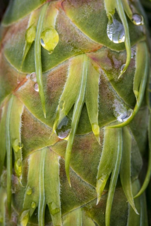 Picture of WASHINGTON, SEABECK DEW ON DOUGLAS FIR CONE