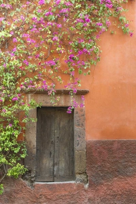 Picture of MEXICO BOUGAINVILLEA OUTSIDE WOODEN DOORWAY