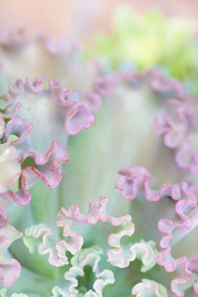 Picture of CALIFORNIA, SAN DIEGO ABSTRACT OF SUCCULENT