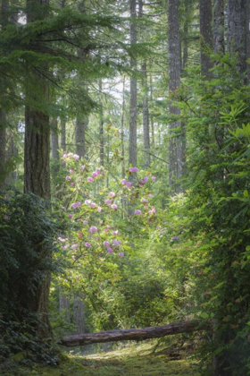 Picture of WA, SEABECK RHODODENDRON BLOOMS IN A FOREST