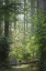 Picture of WA, SEABECK RHODODENDRON BLOOMS IN A FOREST
