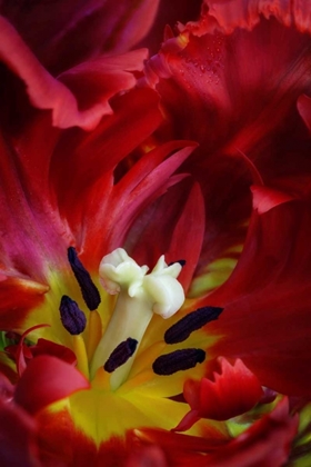 Picture of WA, SEABECK INTERIOR OF PARROT TULIP FLOWER