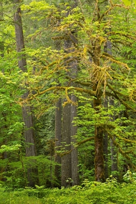 Picture of WA, GIFFORD PINCHOT NF BIG LEAF MAPLE TREES