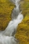 Picture of AK, GLACIER BAY NP STREAM CASCADE AMID MOSS