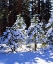 Picture of CALIFORNIA, HIGH SIERRA, SNOW-COVERED RED FIR